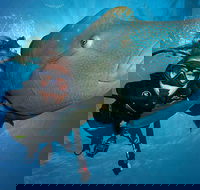Great Barrier Reef Snorkeling and Diving Cruise from Cairns - Rent Accommodation