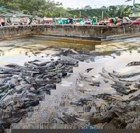 Hartley's Crocodile Adventures Day Trip from Palm Cove - Rent Accommodation