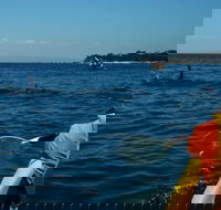 Mornington Peninsula Kayak Coastline Tour of Dolphin Sanctuary - Rent Accommodation