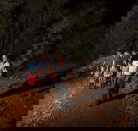Alice Springs Desert Park Nocturnal Tour - Rent Accommodation