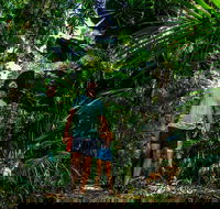 Full Day Daintree Rainforest and Mossman Gorge Tour - Rent Accommodation
