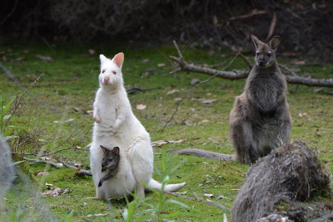 Full-Day Guided Bruny Island Tour From Hobart - Rent Accommodation 0