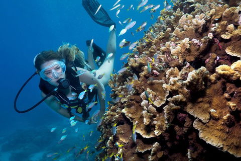 Great Barrier Reef Diving And Snorkeling Cruise From Cairns - Rent Accommodation 1