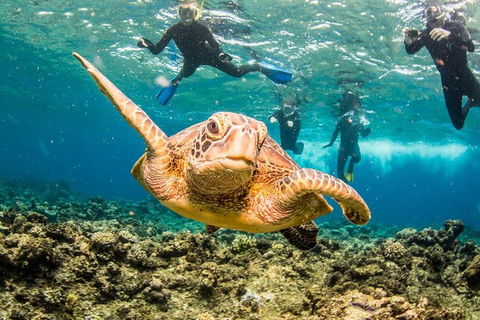 Great Barrier Reef Diving And Snorkeling Cruise From Cairns - Rent Accommodation 3
