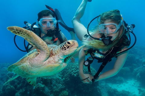 Great Barrier Reef Diving And Snorkeling Cruise From Cairns - Rent Accommodation 4