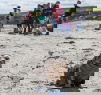 Kangaroo Island in a Day Tour from Adelaide - Rent Accommodation
