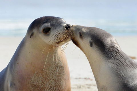 2 Day Ultimate Kangaroo Island With Return Ferry - Rent Accommodation 2