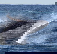 Whale Watching by Sea World Cruises - Rent Accommodation