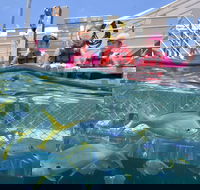 Outer Reef Pontoon Experience from Cairns - Rent Accommodation