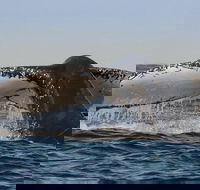 Sydney Whale-Watching Cruise Including Lunch or Breakfast - Rent Accommodation