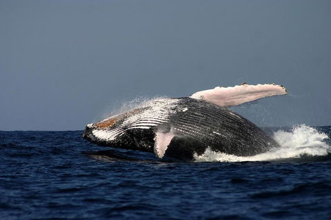 Sydney Whale-Watching Cruise Including Lunch Or Breakfast - Rent Accommodation 1