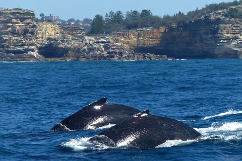 Sydney Whale-Watching Cruise Including Lunch Or Breakfast - Rent Accommodation 2