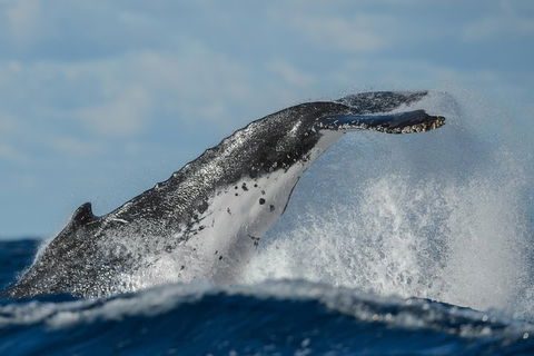 Sydney Whale-Watching Cruise Including Lunch Or Breakfast - Rent Accommodation 4