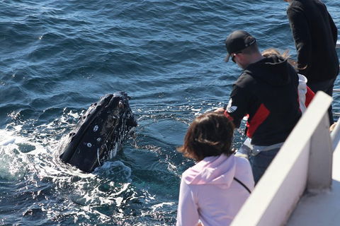 Sydney Whale-Watching Cruise Including Lunch Or Breakfast - Rent Accommodation 5