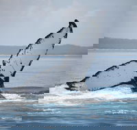 Hervey Bay Whale Watching Cruise - Rent Accommodation
