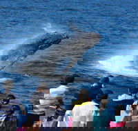 Tangalooma Island Resort Whale Watching Day Cruise - Rent Accommodation