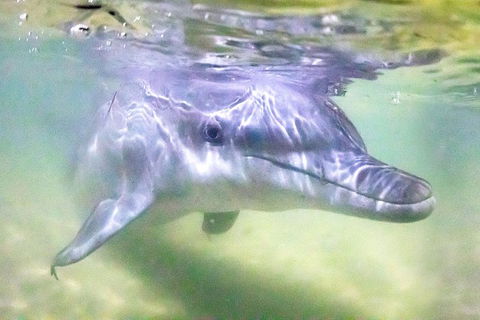 Tangalooma Island Resort Whale Watching Day Cruise With Dolphin Feeding - Rent Accommodation 0