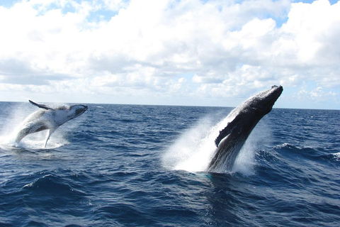 Tangalooma Island Resort Whale Watching Day Cruise With Dolphin Feeding - Rent Accommodation 1