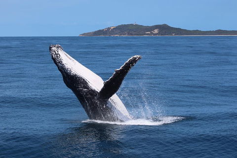 Tangalooma Island Resort Whale Watching Day Cruise With Dolphin Feeding - Rent Accommodation 3