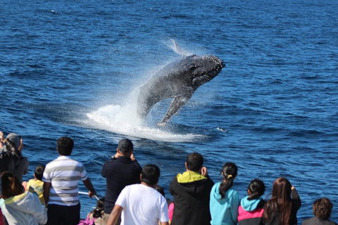 Tangalooma Island Resort Whale Watching Day Cruise With Dolphin Feeding - Rent Accommodation 5