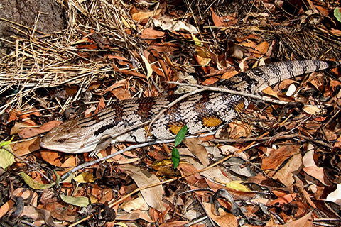 Hartley's Crocodile Adventures General Entry Ticket - Rent Accommodation 5