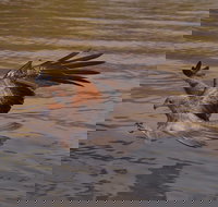 Litchfield and Jumping Crocodiles Full Day Trip from Darwin - Rent Accommodation