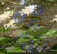 Yellow Water Cruise - Kakadu - Rent Accommodation