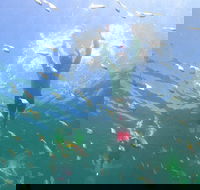 Manly Snorkel Trip and Nature Walk with Local Guide - Rent Accommodation
