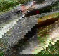 1-Hour Tasmanian Devil Feeding Day Tour at Cradle Mountain - Rent Accommodation