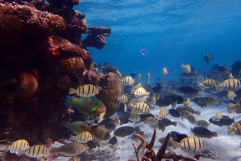 Lagoon Explorer - Ningaloo Reef Full-Day Kayaking And Snorkeling Adventure - Rent Accommodation 2