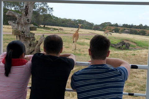 Off-Road Safari At Werribee Open Range Zoo - Rent Accommodation 4