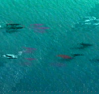 40-45 Minute Port Stephens and Stockton Beach Helicopter Flight - For 2 - Rent Accommodation
