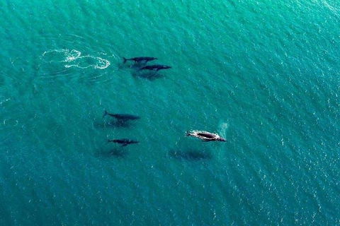 40-45 Minute Port Stephens And Stockton Beach Helicopter Flight - For 2 - Rent Accommodation 0