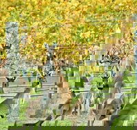Margaret River Indulge and Discover Day Tour - Rent Accommodation