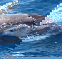Jervis Bay Dolphin Watch Cruise - Rent Accommodation