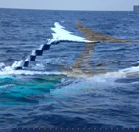 Whale Watching Jervis Bay - Rent Accommodation