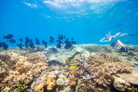Outer Reef Pontoon Experience From Cairns - Rent Accommodation 4