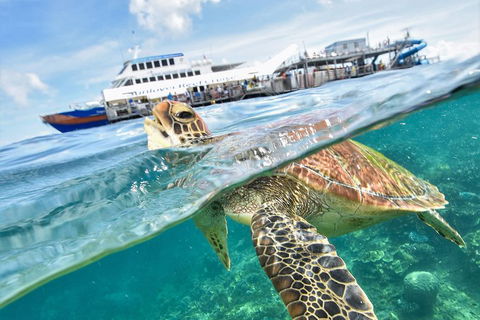 Outer Reef Pontoon Experience From Cairns - Rent Accommodation 5