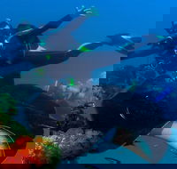 Scuba Dive the S.S. Yongala Wreck on the Great Barrier Reef. - Rent Accommodation